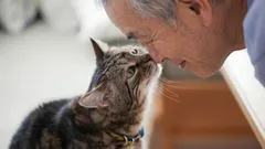 Raakt je kat met haar neus jouw neus aan? Zoölogen onthullen de ware betekenis van dit gebaar