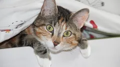 Waarom katten zo nieuwsgierig zijn: zoölogen noemen 7 redenen