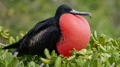 Deze vogel kan zelfs tijdens het vliegen slapen: een bioloog legt uit hoe dat mogelijk is